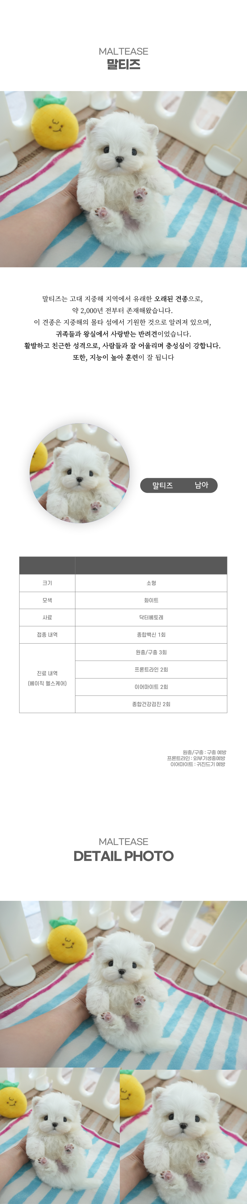 말티즈_상세이미지_2